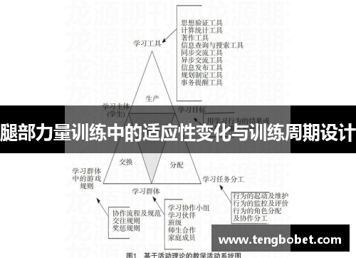 腿部力量训练中的适应性变化与训练周期设计